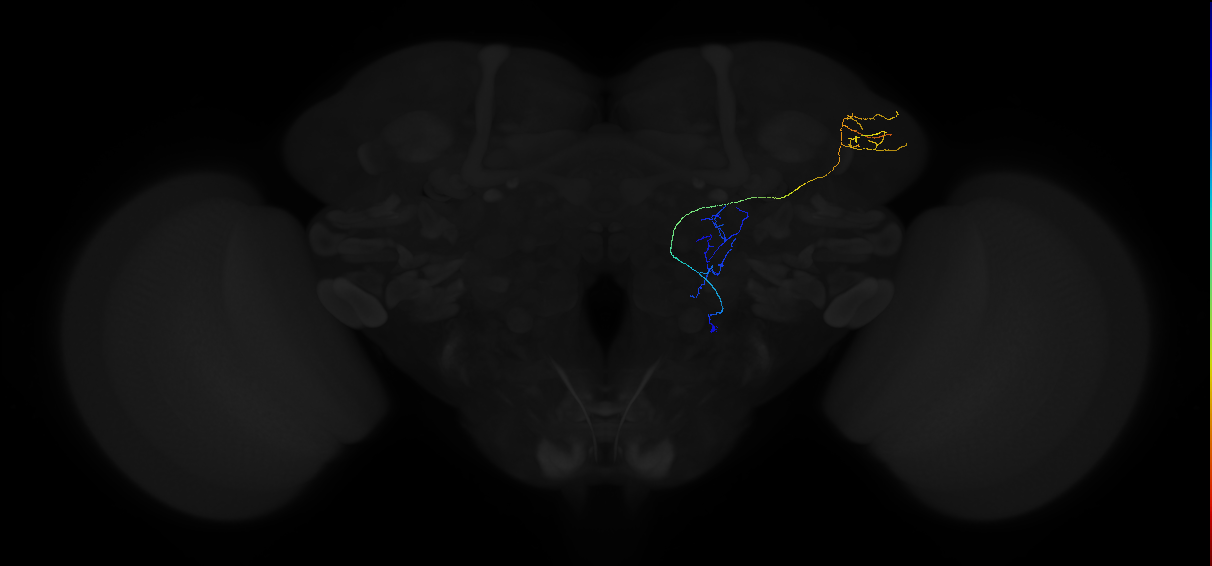 adult multiglomerular antennal lobe projection neuron type 82 vPN