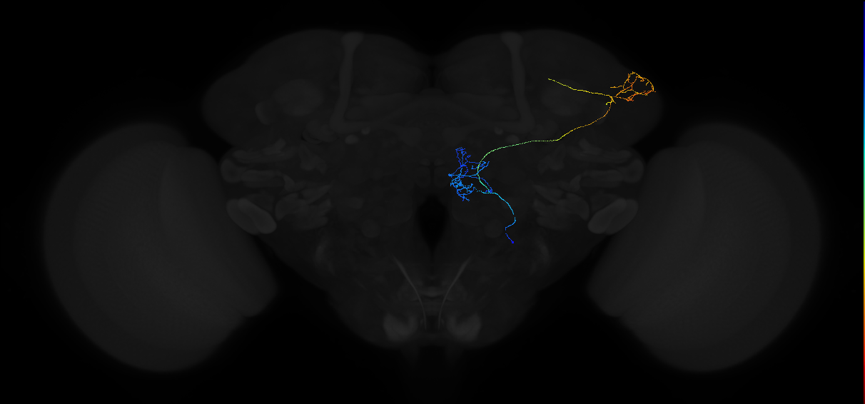 adult multiglomerular antennal lobe projection neuron type 83 vPN