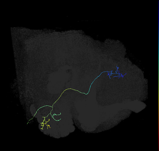 adult multiglomerular antennal lobe projection neuron type 84 vPN