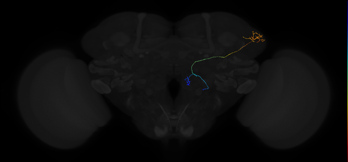 adult multiglomerular antennal lobe projection neuron type 85 vPN