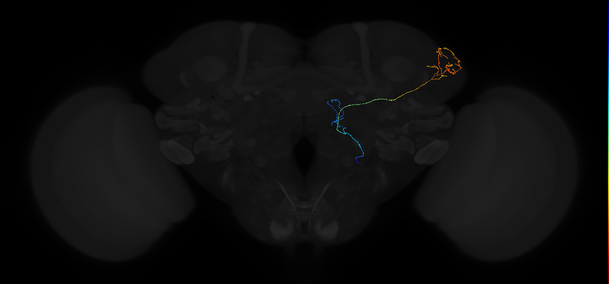 adult multiglomerular antennal lobe projection neuron type 86 vPN