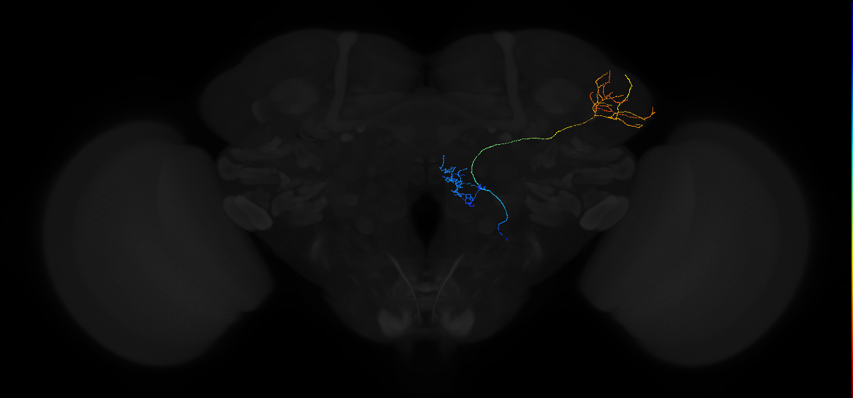 adult multiglomerular antennal lobe projection neuron type 87 vPN