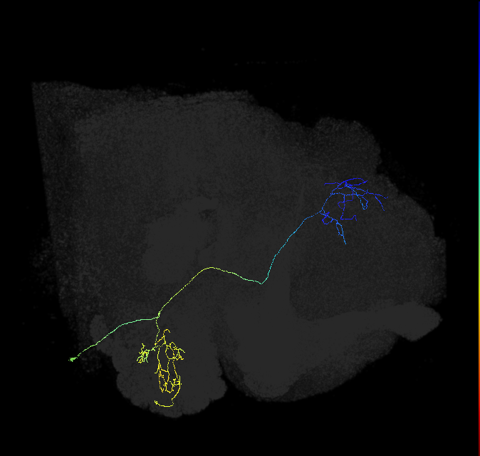 adult multiglomerular antennal lobe projection neuron type 87 vPN