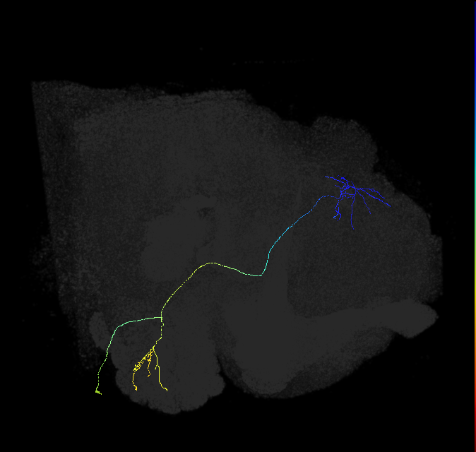 adult multiglomerular antennal lobe projection neuron type 88 vPN