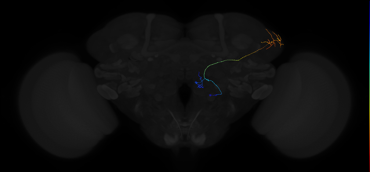 adult multiglomerular antennal lobe projection neuron type 88 vPN