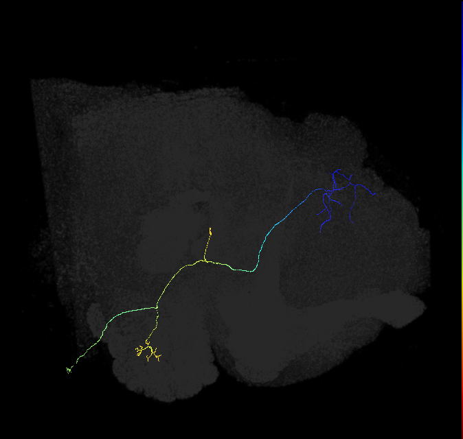 adult multiglomerular antennal lobe projection neuron type 89 vPN