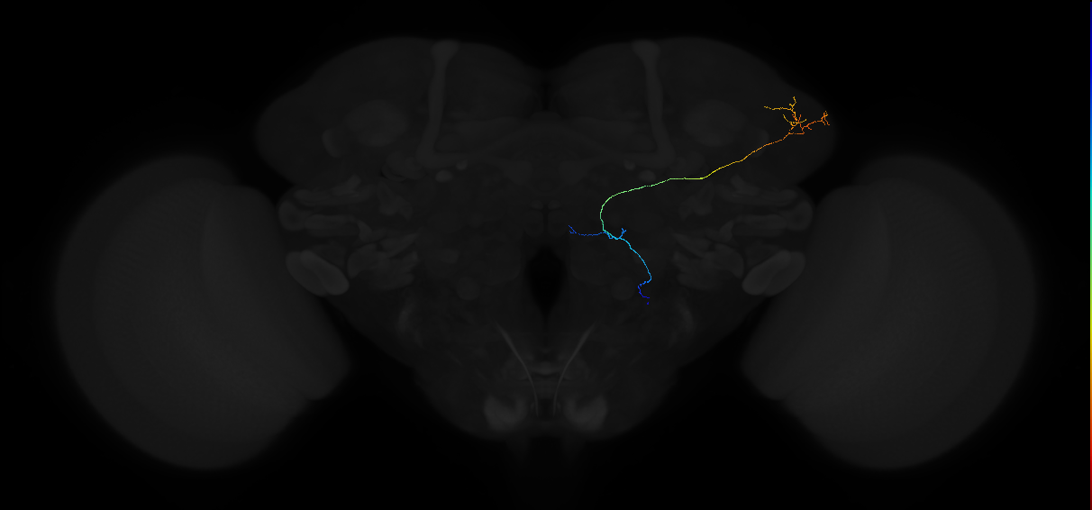 adult multiglomerular antennal lobe projection neuron type 89 vPN