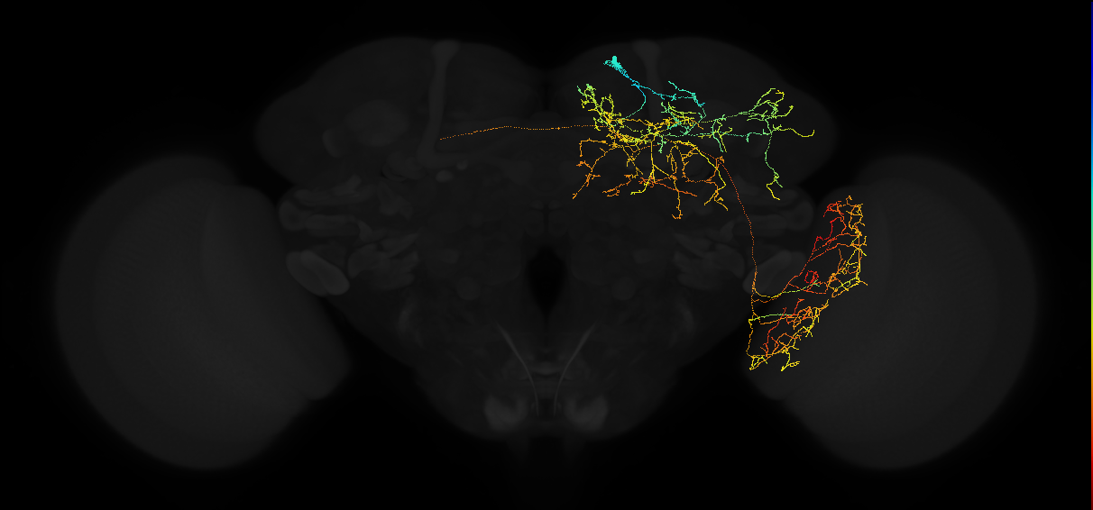 octopaminergic ASM1 neuron