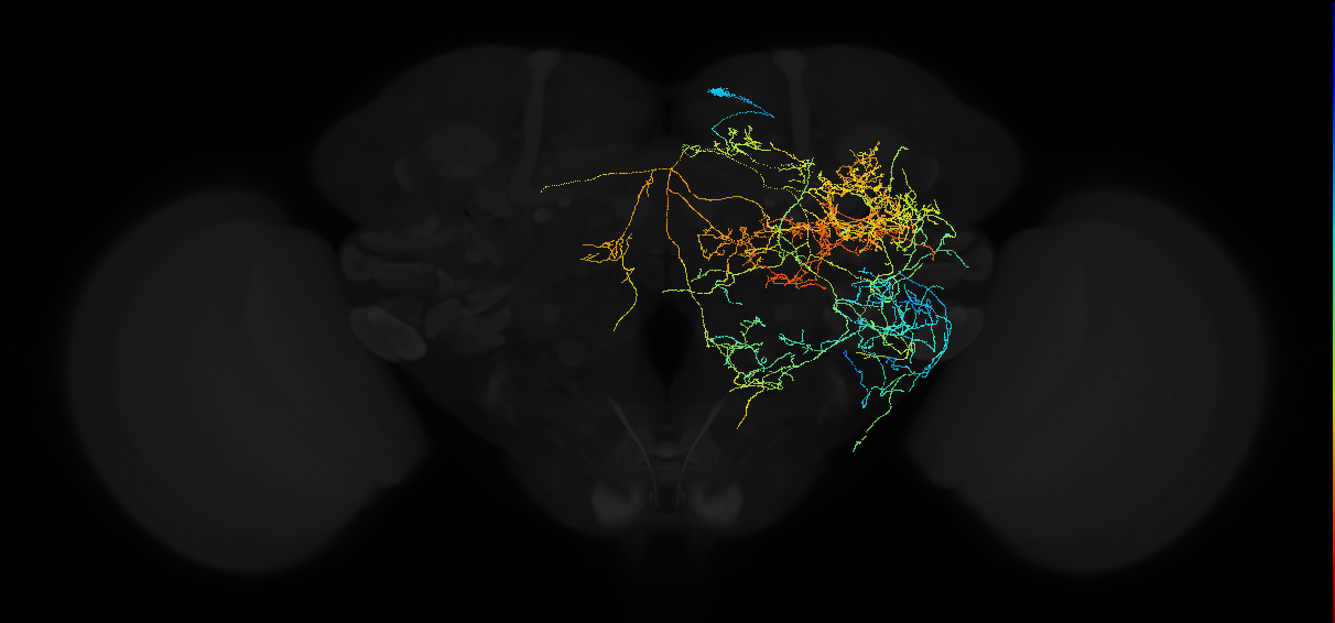 octopaminergic ASM2 neuron