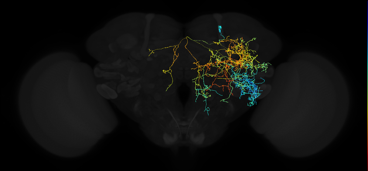 octopaminergic ASM neuron
