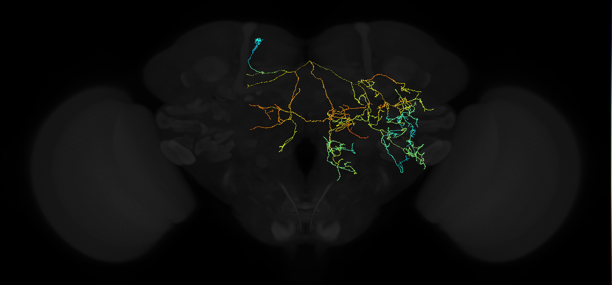 octopaminergic ASM3 neuron