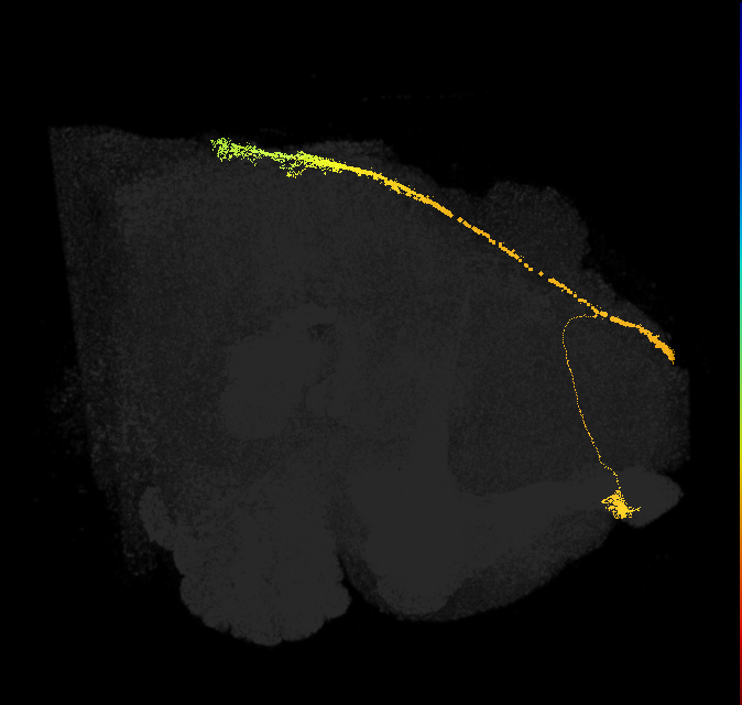 OCG01 (FlyEM-HB:5813062887)