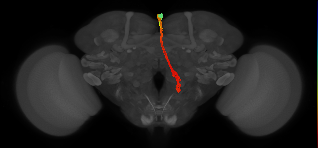 OCG01 (FlyEM-HB:5813062887)