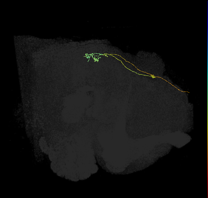 OCG08 (FlyEM-HB:1405313687)