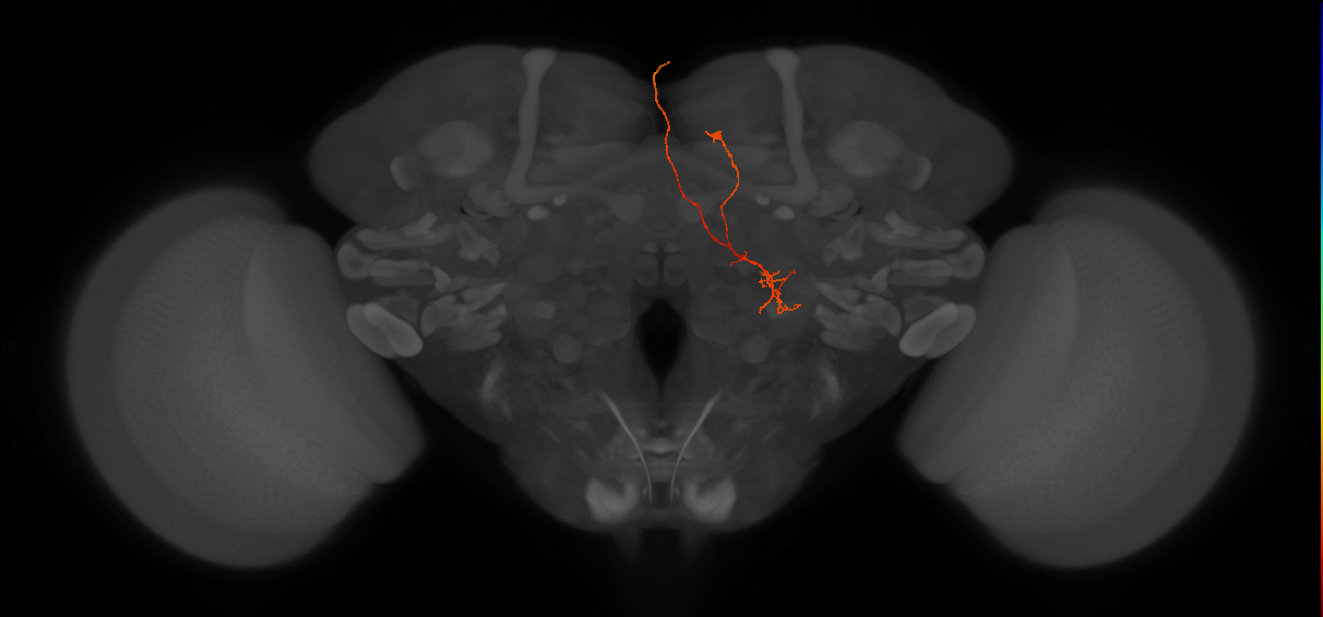 OCG08 (FlyEM-HB:1405313687)