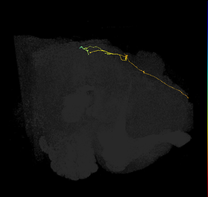 OCG08 (FlyEM-HB:5812986100)