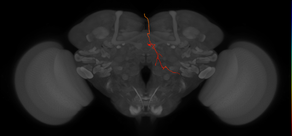 OCG08 (FlyEM-HB:5812986100)