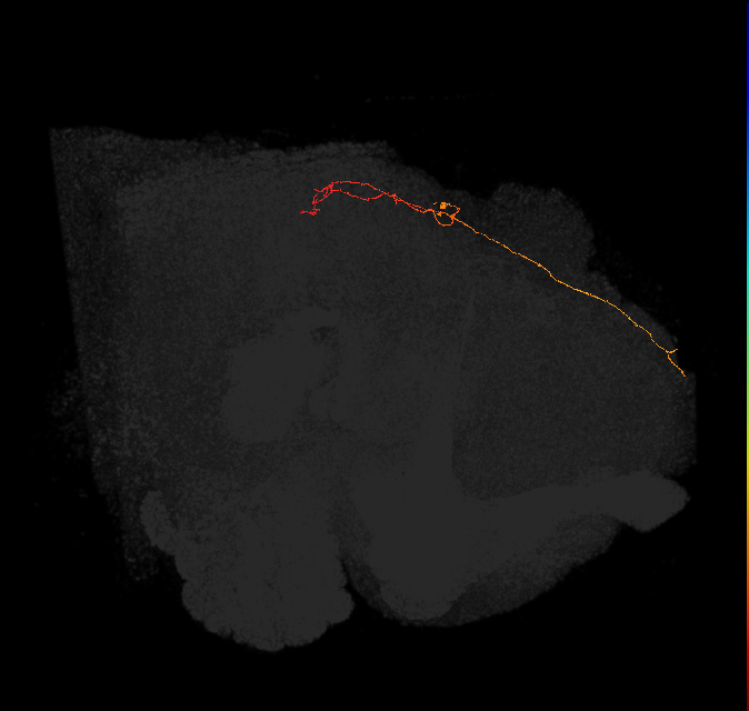 OCG08 (FlyEM-HB:1250885621)