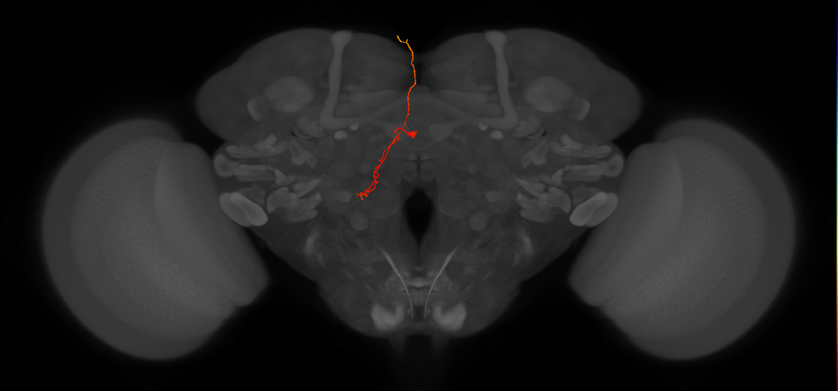 OCG08 (FlyEM-HB:1250885621)