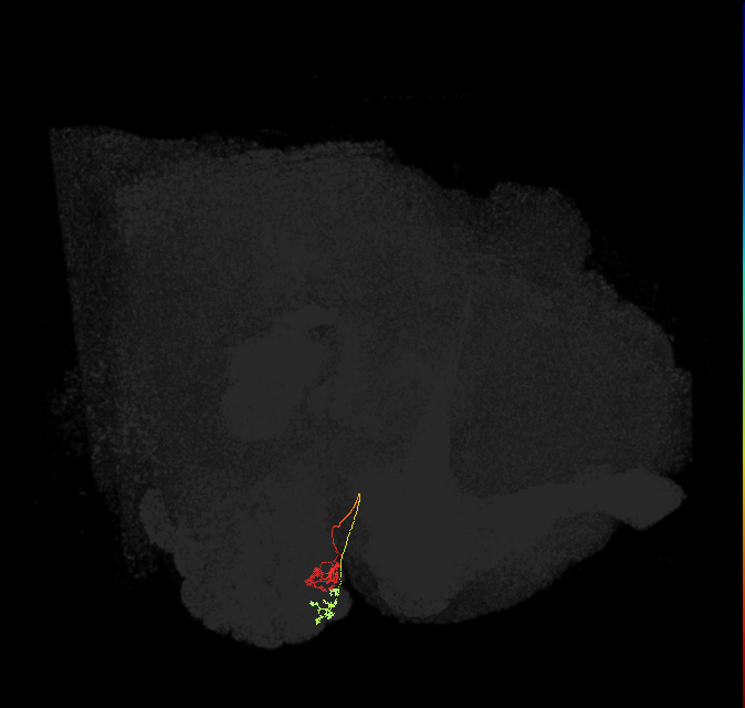 ORN_D (FlyEM-HB:1671305698)