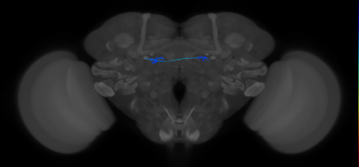 ORN_D (FlyEM-HB:1671305698)