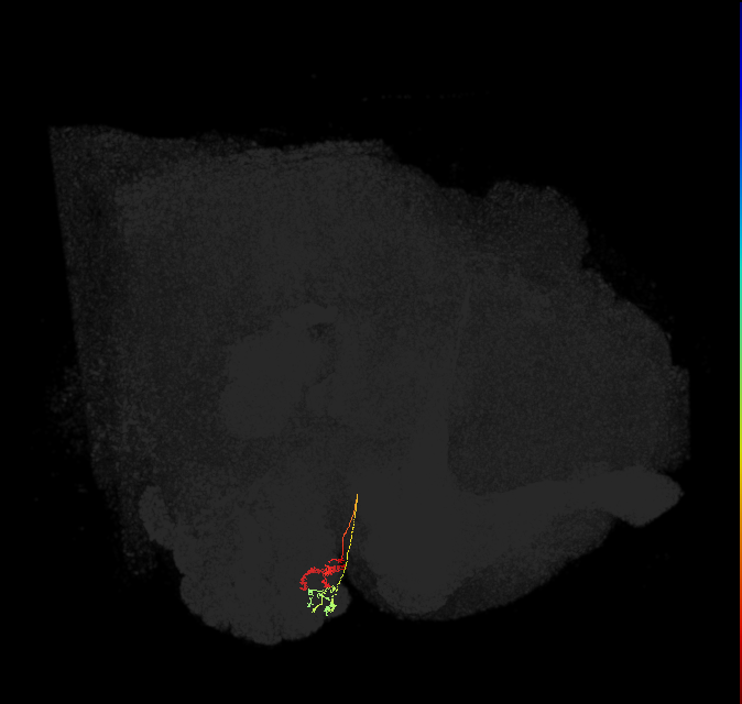 ORN_D (FlyEM-HB:1574164579)