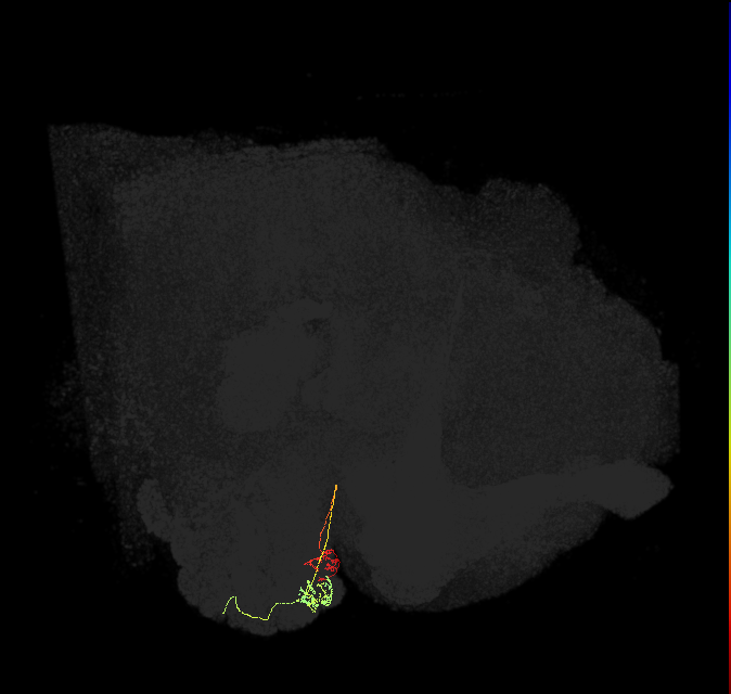 ORN_D (FlyEM-HB:1667264339)