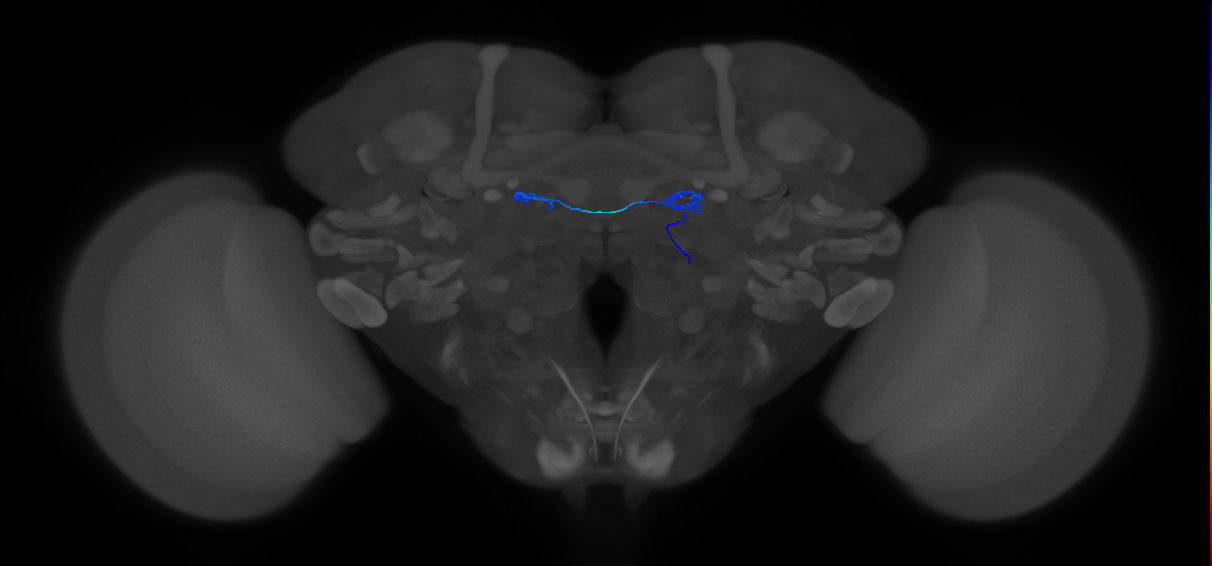 ORN_D (FlyEM-HB:1667264339)