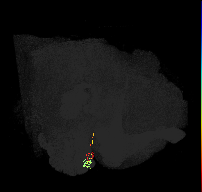 ORN_D (FlyEM-HB:1636225559)