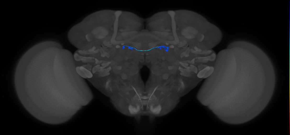 ORN_D (FlyEM-HB:1636225559)