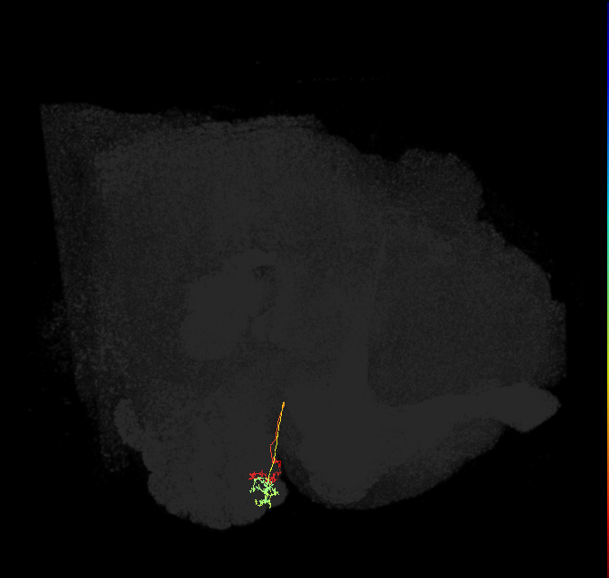 ORN_D (FlyEM-HB:1671970762)