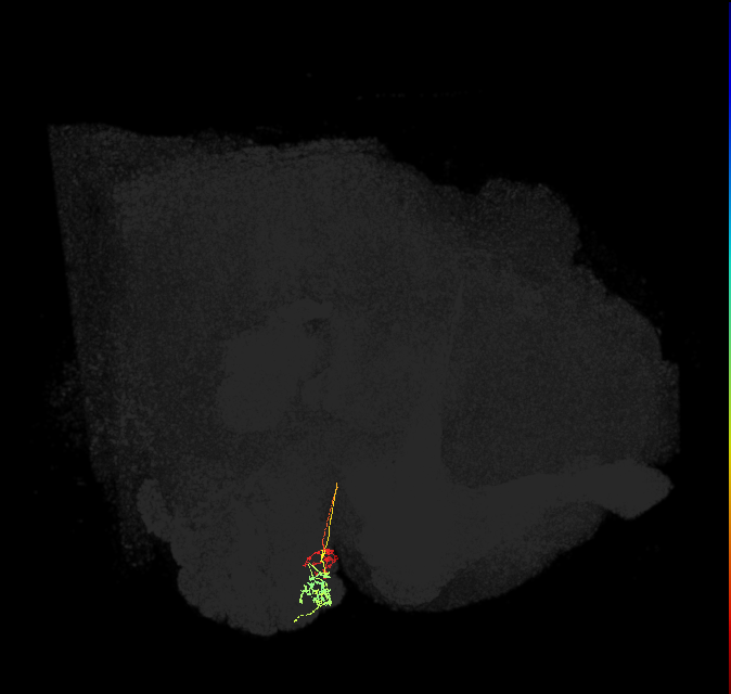 ORN_D (FlyEM-HB:1636240001)