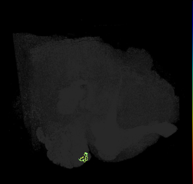 ORN_D (FlyEM-HB:1671629585)