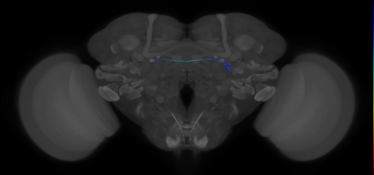 ORN_DA1_L (FlyEM-HB:1735378225)