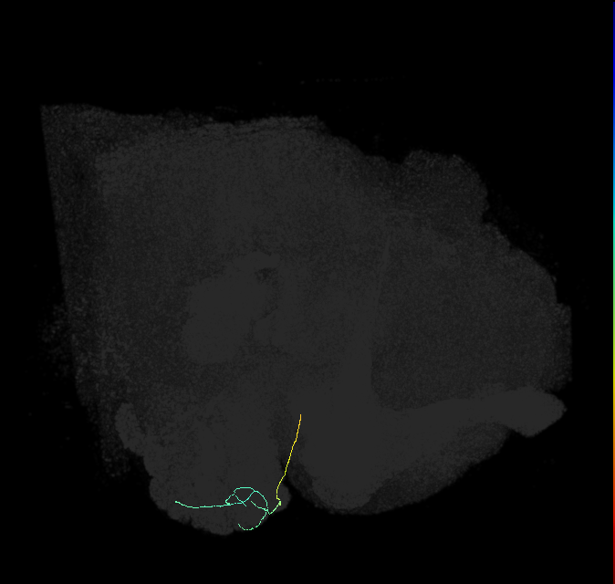 ORN_DA1_R (FlyEM-HB:1795734015)