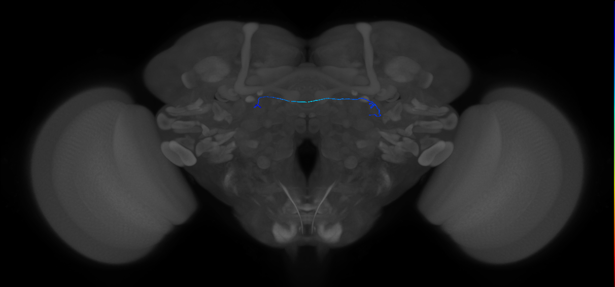 ORN_DA1_L (FlyEM-HB:1574160129)