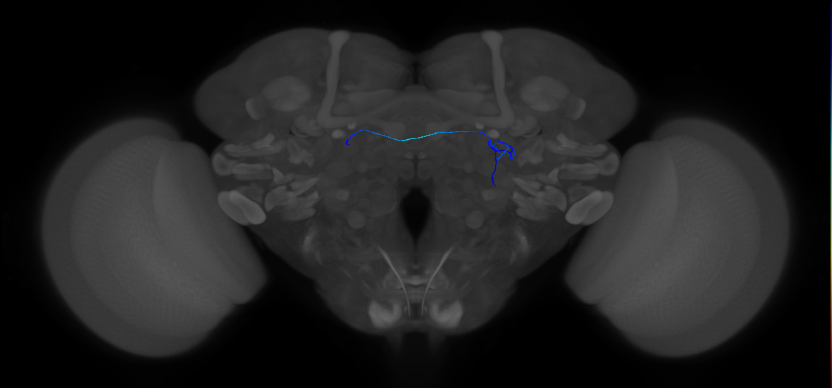 ORN_DA1_R (FlyEM-HB:1735054607)