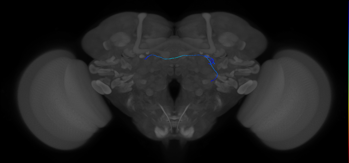 ORN_DA1_R (FlyEM-HB:1735037194)