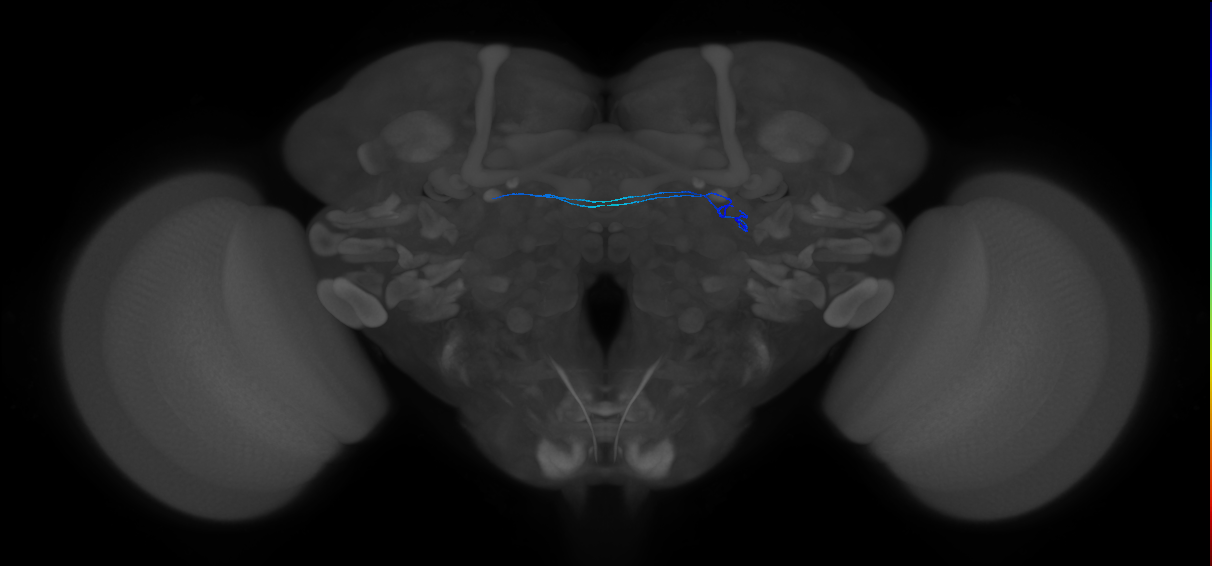 ORN_DA1_L (FlyEM-HB:1765727039)