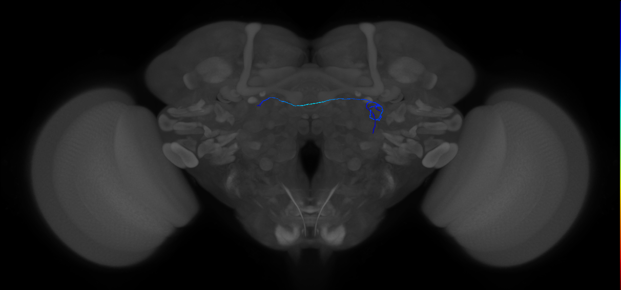 ORN_DA1_R (FlyEM-HB:1735391275)