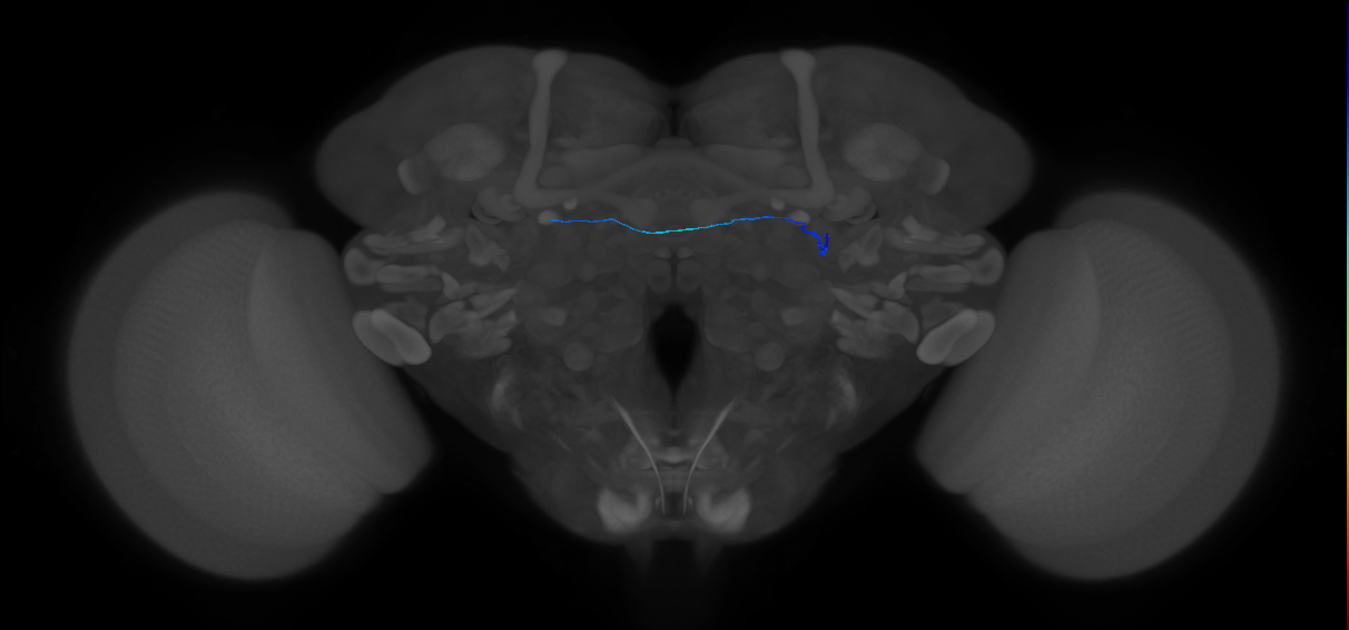 ORN_DA1_L (FlyEM-HB:5813134848)