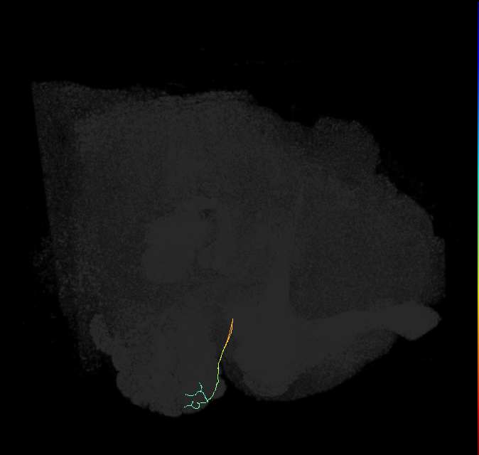 ORN_DA1_L (FlyEM-HB:1671966254)