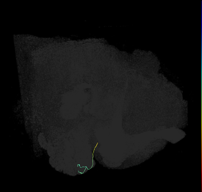 ORN_DA1_L (FlyEM-HB:1704006659)