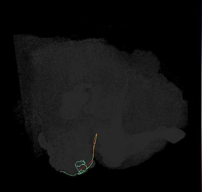 ORN_DA1_R (FlyEM-HB:1795742734)