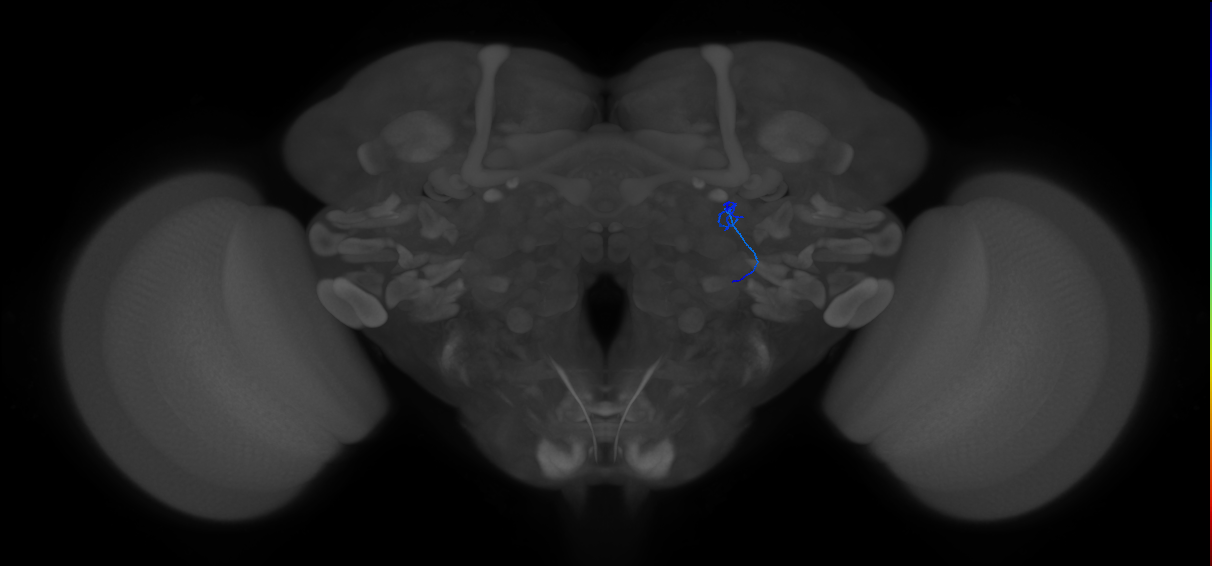 ORN_DA1_R (FlyEM-HB:1702301766)