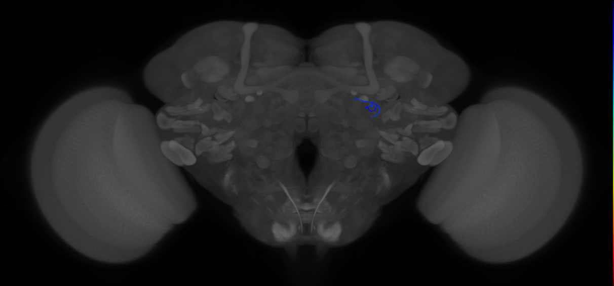 ORN_DA1_L (FlyEM-HB:1735050861)