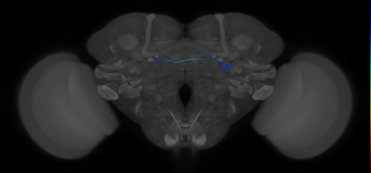 ORN_DA1_L (FlyEM-HB:1735054428)