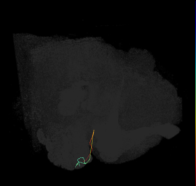 ORN_DA1_L (FlyEM-HB:1734359876)