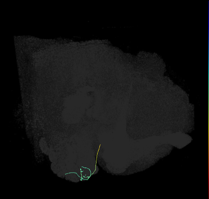 ORN_DA1_R (FlyEM-HB:1859190013)