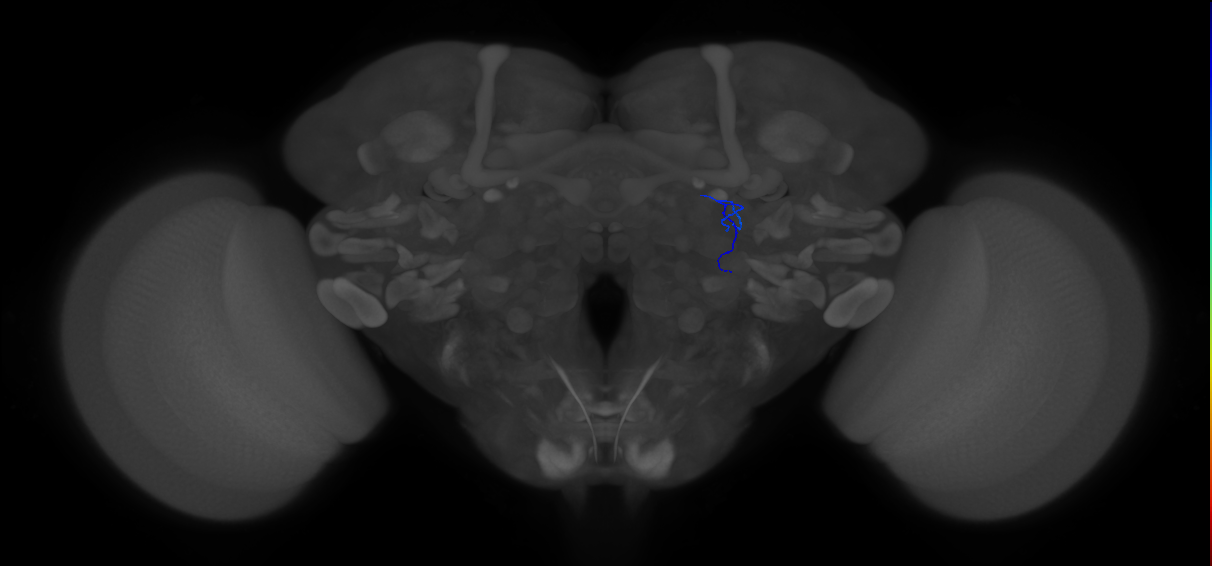 ORN_DA1_R (FlyEM-HB:1734355247)